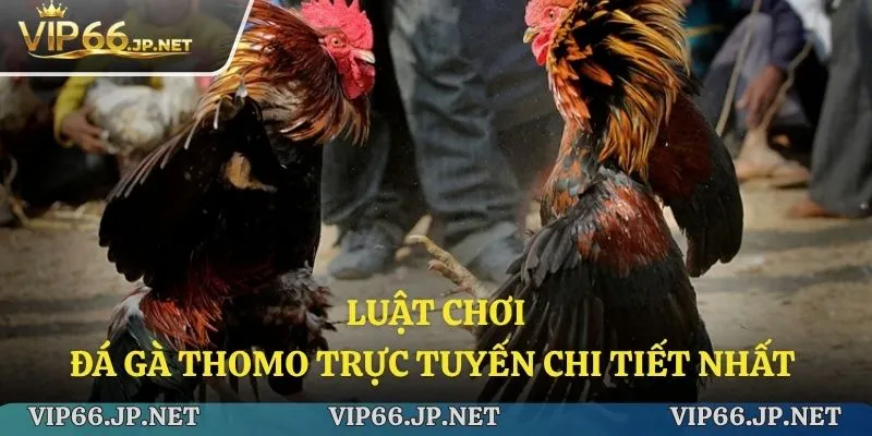 Các nguyên tắc cơ bản khi chơi đá gà Thomo