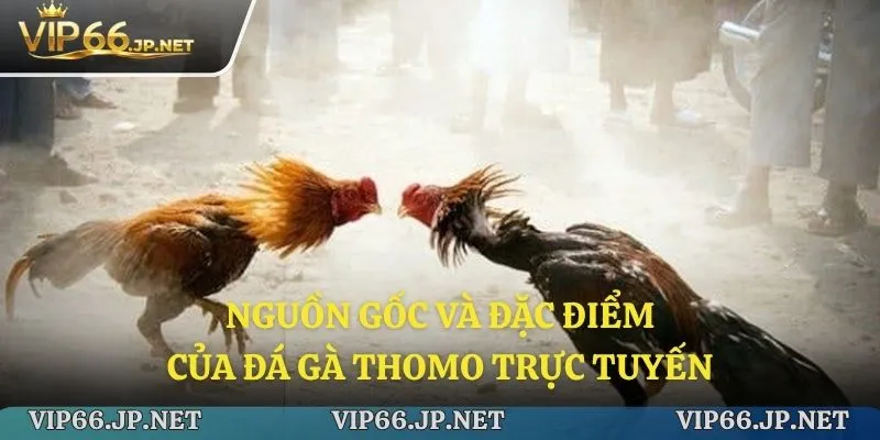 Cái nhìn tổng quan về nguồn gốc của đá gà Thomo trực tuyến