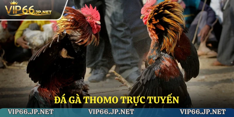 Đá Gà Thomo Trực Tuyến - Trải Nghiệm Trực Tiếp Đầy Sôi Động