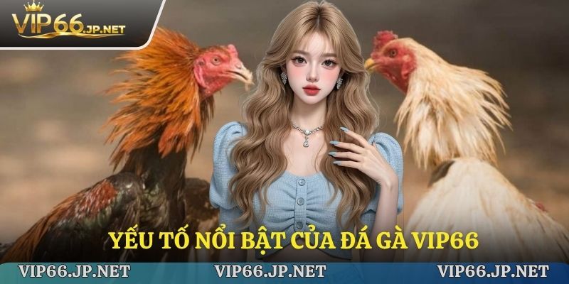 Yếu tố nổi bật của đá gà trực tuyến VIP66